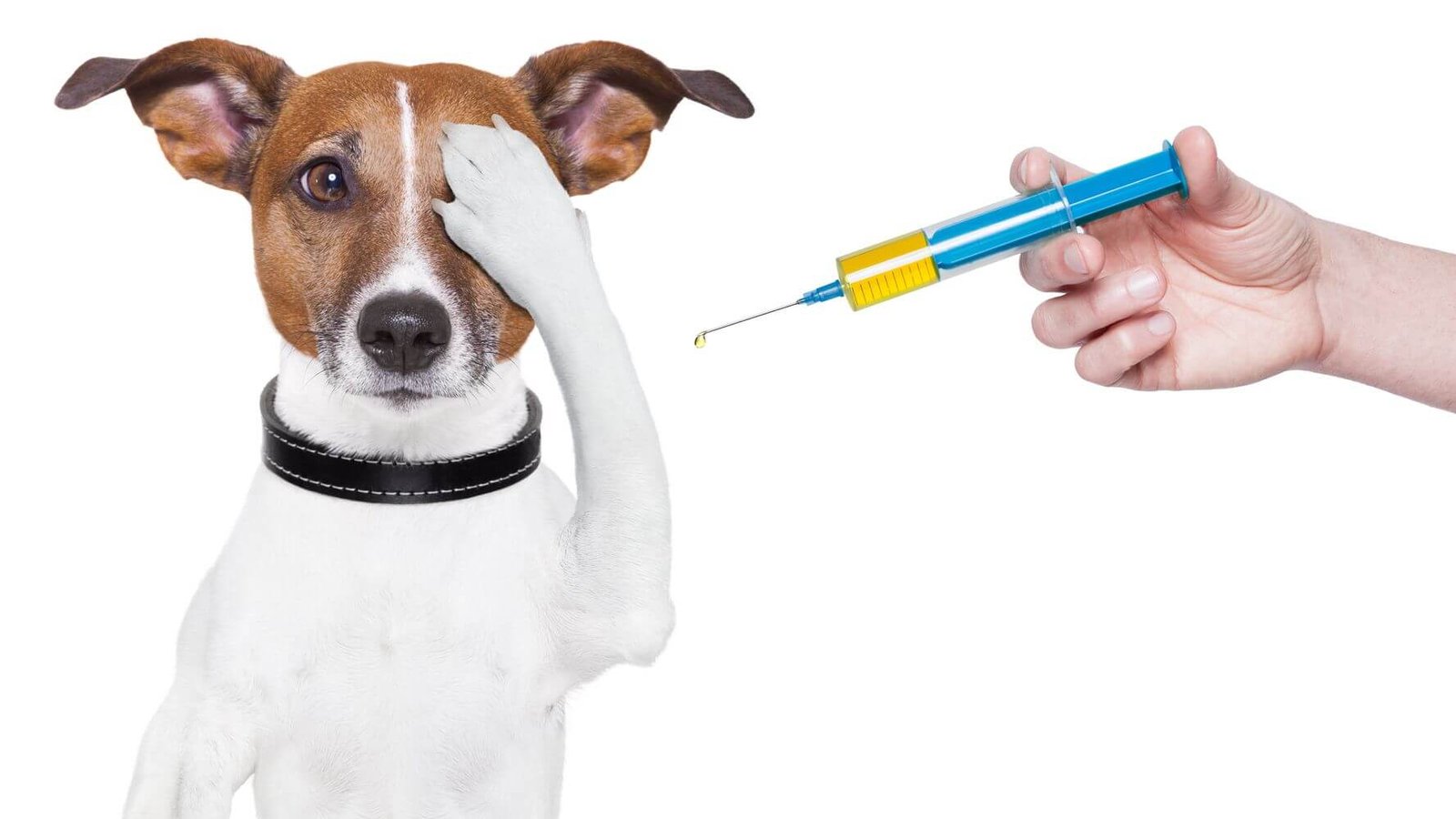 Calendário e importância das principais vacinas para cachorro