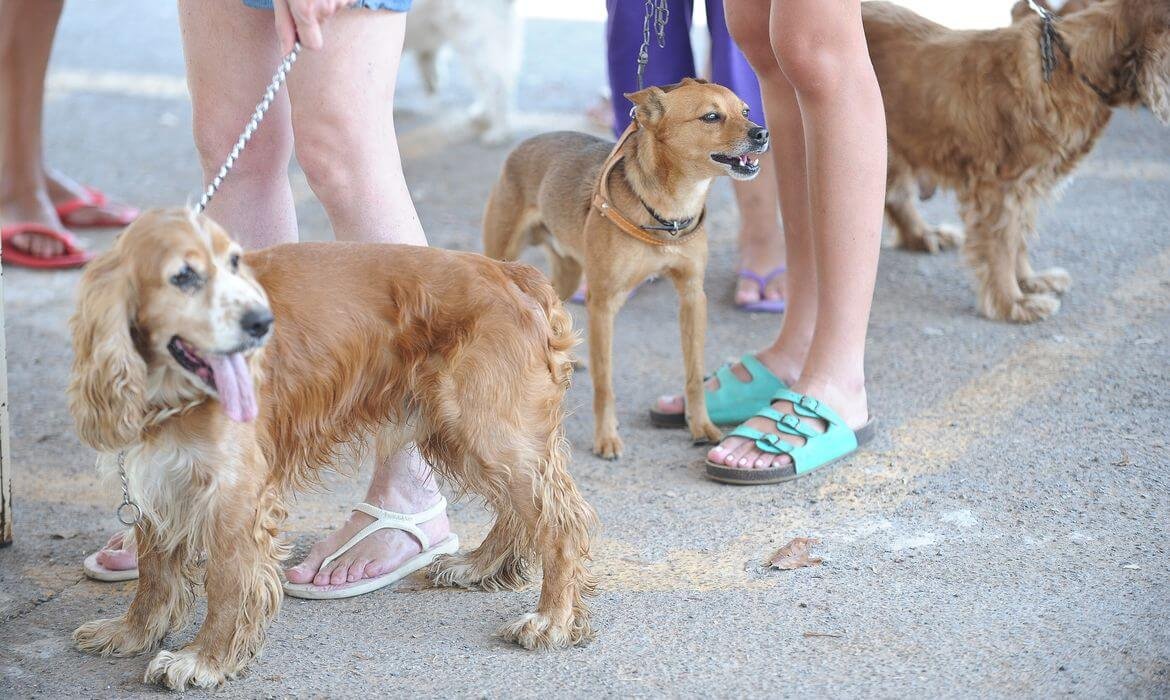 Ibram vai abrir 2,5 mil vagas para castração gratuita de cães e gatos no DF