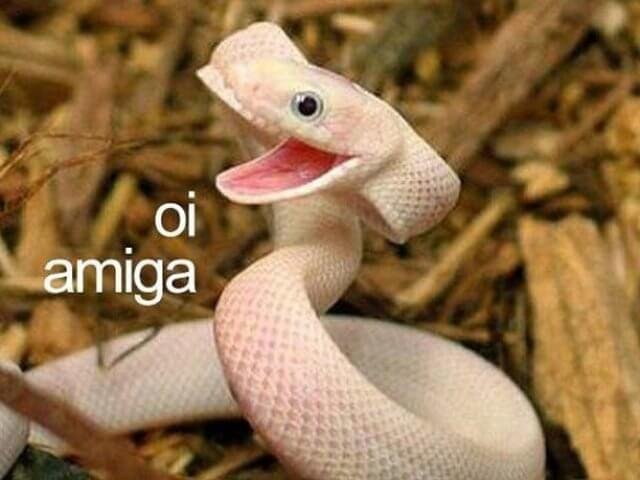 Quais espécies de cobra são permitidas para ter em casa no Brasil